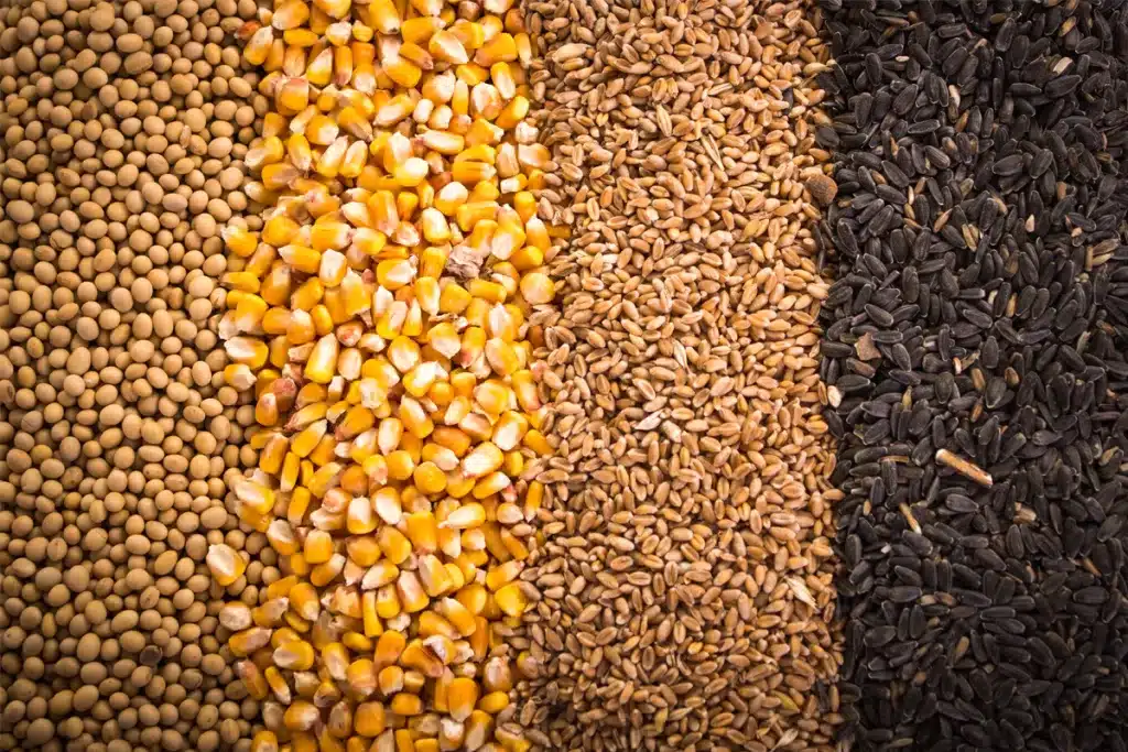 Wheat and Corn