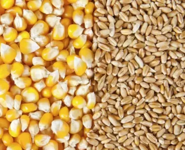 Wheat and Corn