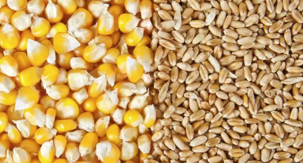Wheat and Corn