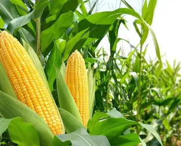 Corn Export and Sell