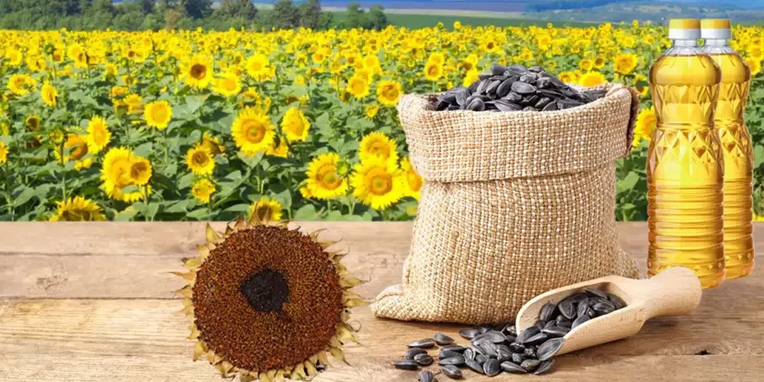 Sunflower Oil Trade