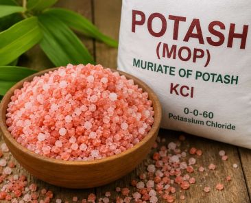 Muriate of Potash (MOP)